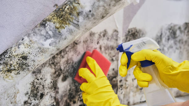 Best Commercial Mold Remediation in Princeton, WI